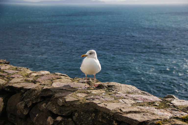 Sea gull sitting on rock wall, Ireland | St. Louis Photos