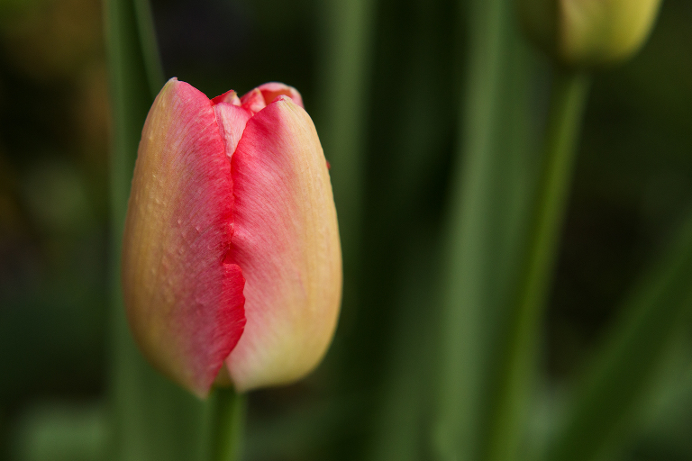Close up shot of yellow and pink tulip | St. Louis Photography